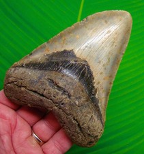DENTE DI SQUALO MEGALODONTE
