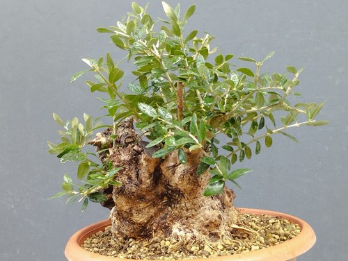 Bonsai olivastro 25x25cm - olivastro,