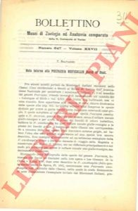 Salvadori tommaso nota - salvadori,