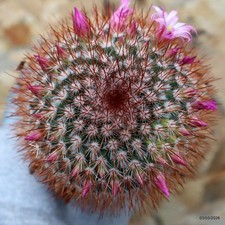 K202 MAMMILLARIA VARIEGATED