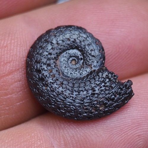 Ammonite fossile ematite - 22,