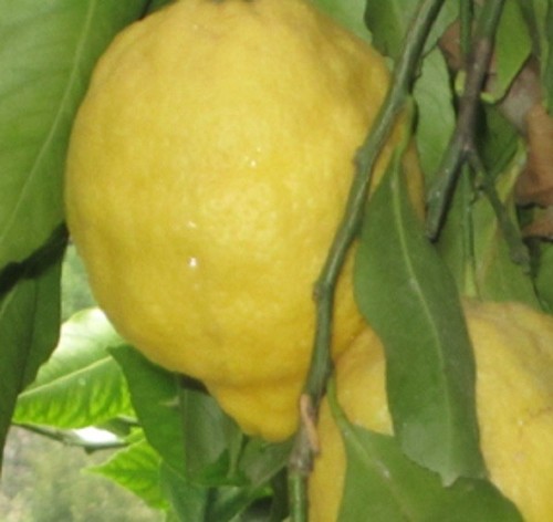 Albero limone amalfitano - albero,