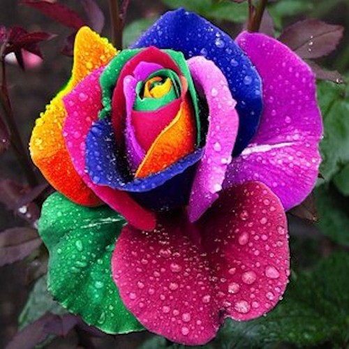 Semi rosa arcobaleno - semi,
