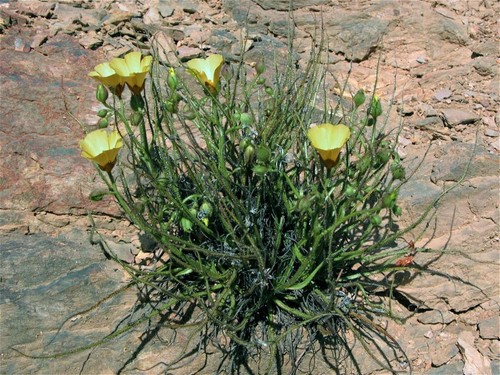 Drosophyllum lusitanicum - drosophyllum,