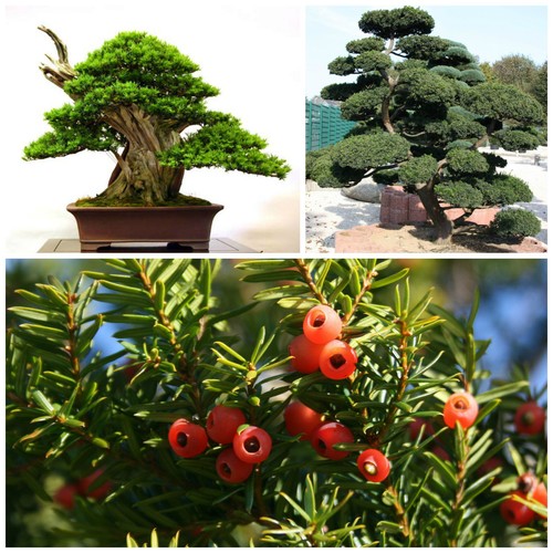 Semi taxus cuspidata - 10,