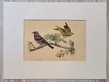 1852 litografia stampa