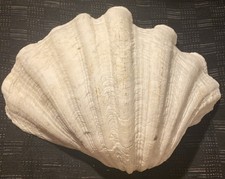 Guscio di artiglio gigante