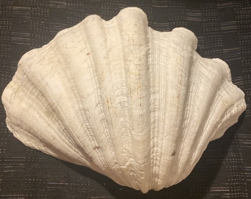 Guscio artiglio gigante - di,