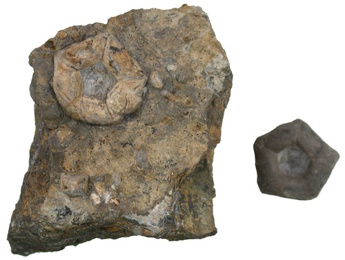Trias basale encrinus - di,