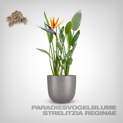 Semi strelitzie strelitzia - strelitzie,