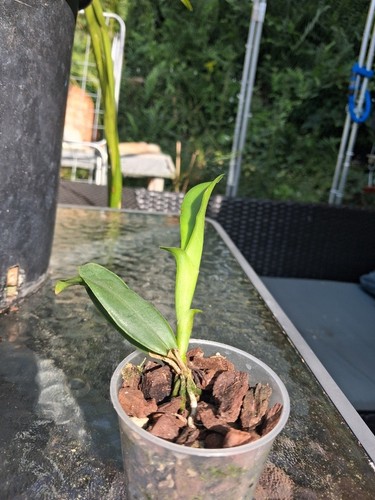 Orchidea cattleya araguaiensis - orchidea,