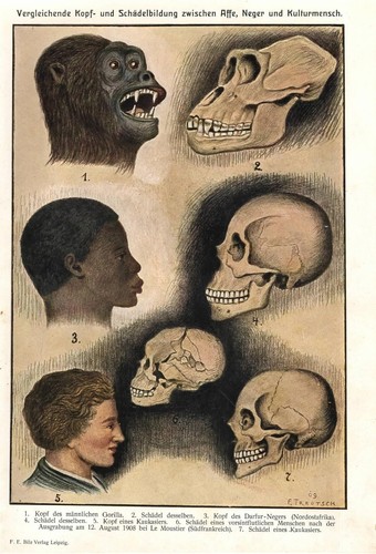 Stampa antica antropologia - antica,