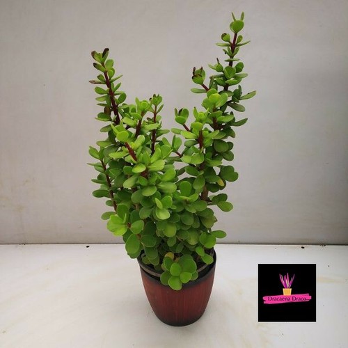 Portulacaria afra pianta di - afra, (pianta