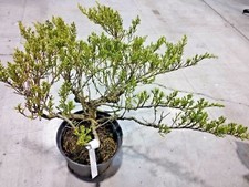 Pianta juniperus ginepro - juniperus, o