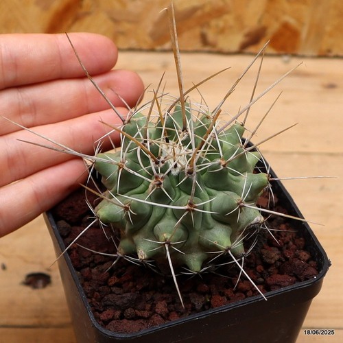 Thelocactus rinconensis mina