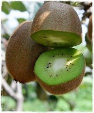 Kiwi Femmina Actinidia Hayward