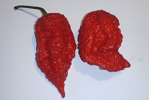 Semi peperoncino ghost - di,
