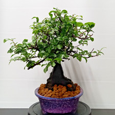 Bonsai caco giapponese - caco,