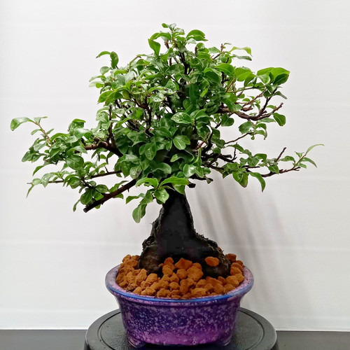 Bonsai caco giapponese - bonsai,