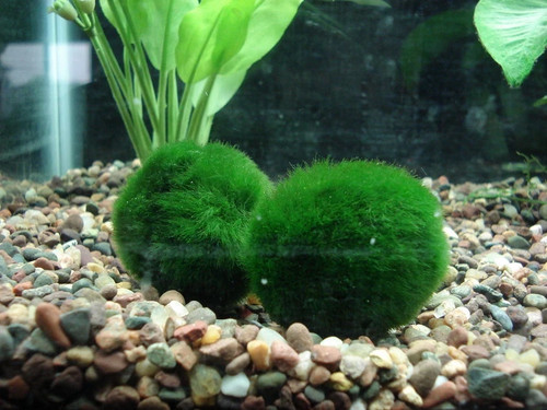 Cladophora 3cm pianta vera - pianta,