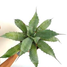 Agave parrasana VERDE X eborispina - NO ovatifolia variegata