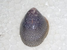 Septaria porcellana amazing - septaria,