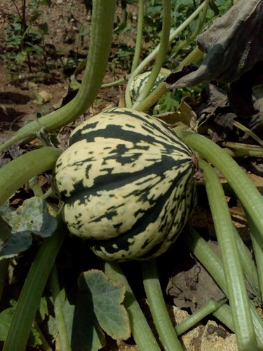 Semi zucca arlecchino - semi, di