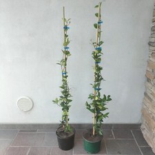 Piante rincospermum - piante, di