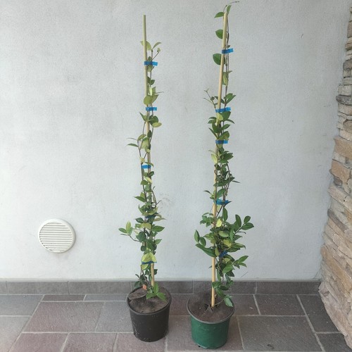 Piante rincospermum - piante,