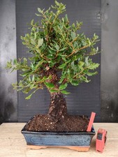 bonsai  quercia da sughero  h 52 cm visita il negozio