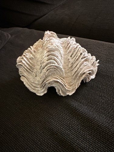Conchiglia tridacna squamosa - conchiglia,