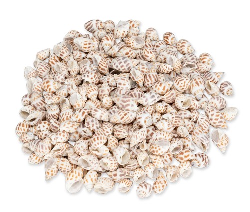 Nadeco babylonia areolata - babylonia,