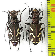 Carabidae, Cicindela