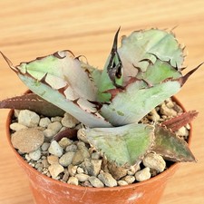 Agave titanota 'Black and