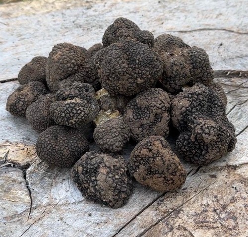Tartufo nero estivo intero 400 - intero,