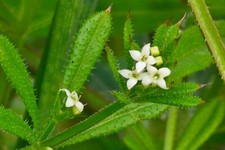 Bardana - erba di caglio -