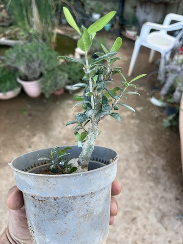 Bonsai olivastro pianta - , .pianta