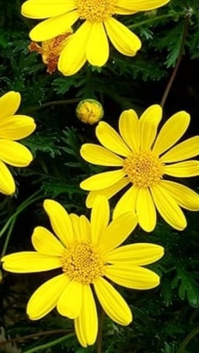 Pianta esterno euryops - pianta, da