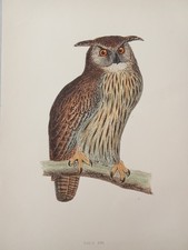 Stampa Antica GUFO REALE