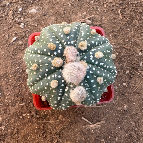 Astrophytum asterias star - asterias, cv