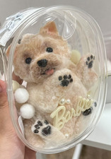 Furry Yorkshire Terrier