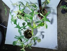 Philodendron Florida Beauty