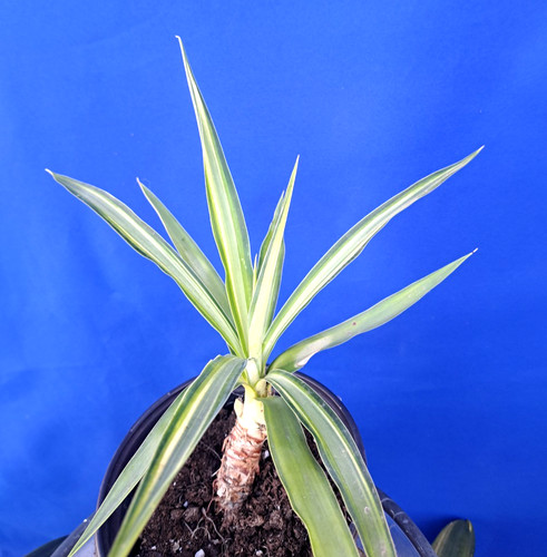 Yucca hybrid soliaris - hybrid, 'soliaris'