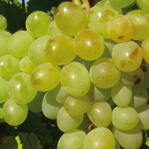 Vite 1704 il frutto - 1704,