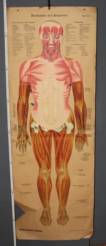 Scheiblers lavagna anatomica