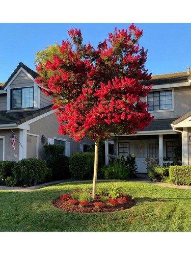 Lagerstroemia indica rossa - indica,