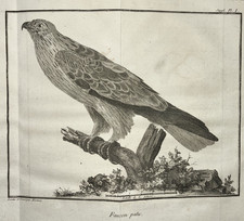 FAUCON PATU Oiseaux GRAVURE