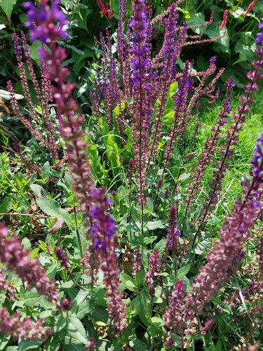 Semi salvia nemorosa - 50,