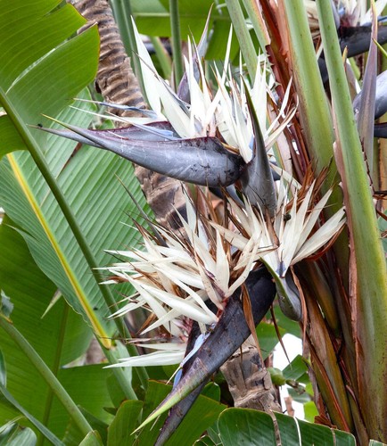 Strelitzia augusta - -,