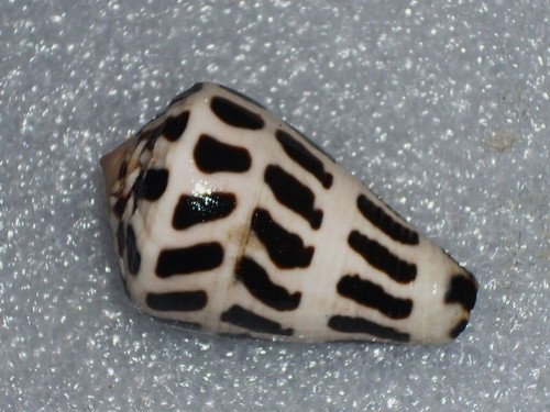 Conus ebraeus wonderful - ebraeus,